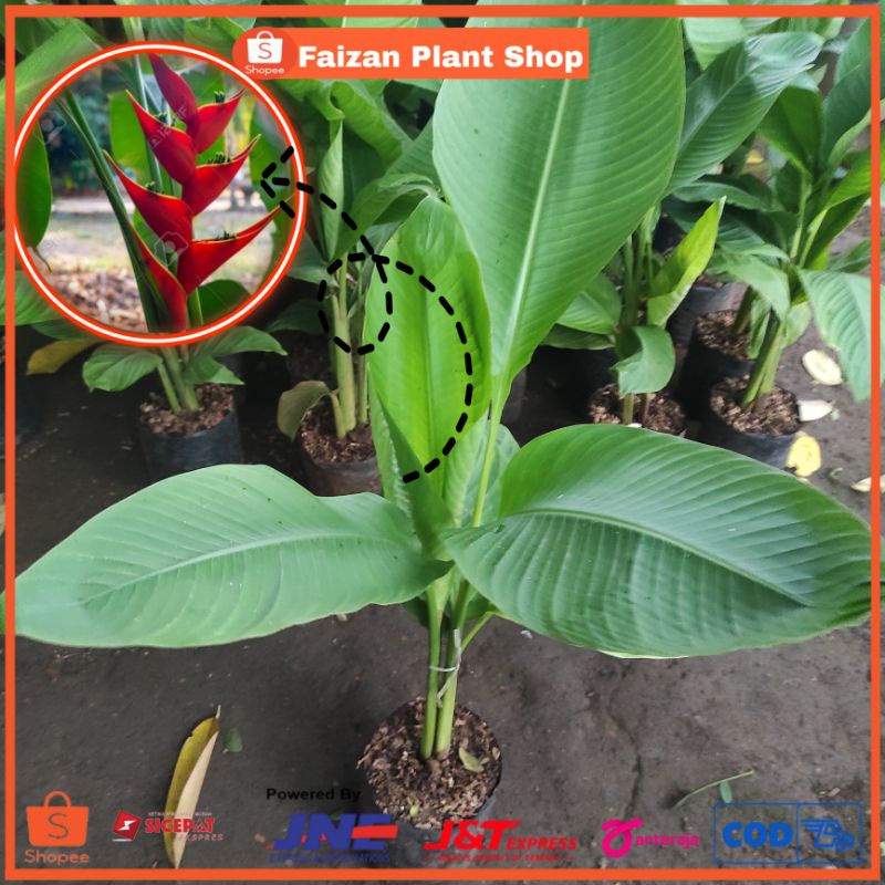 tanaman hias pisang bihay tanaman pisang pisangan