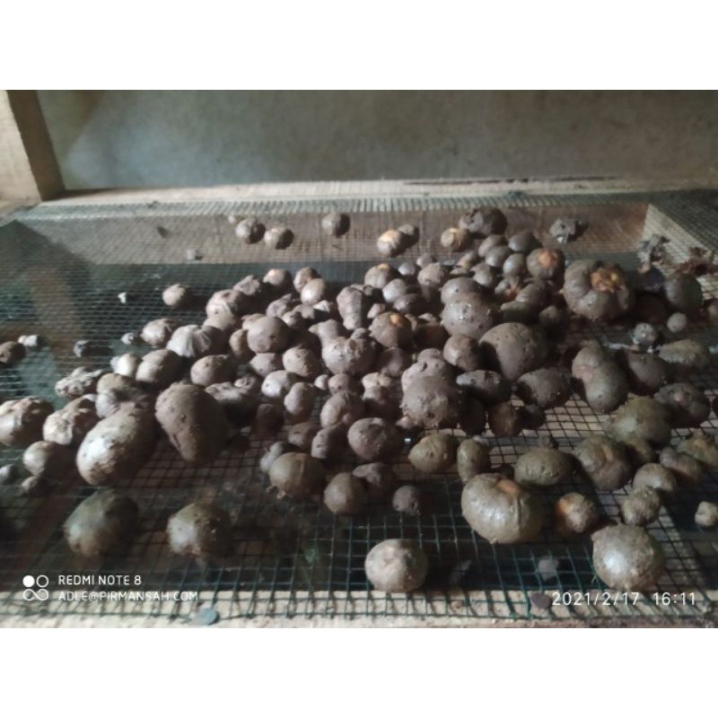 Bibit katak porang 100 biji