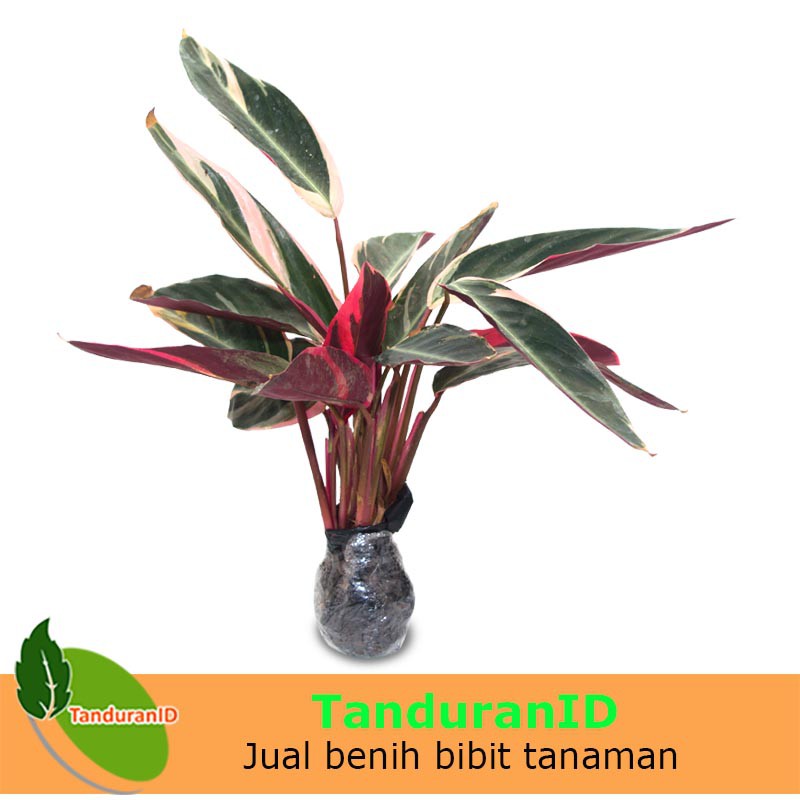  Tanaman  Hias Calathea  Multicolour Shopee Indonesia