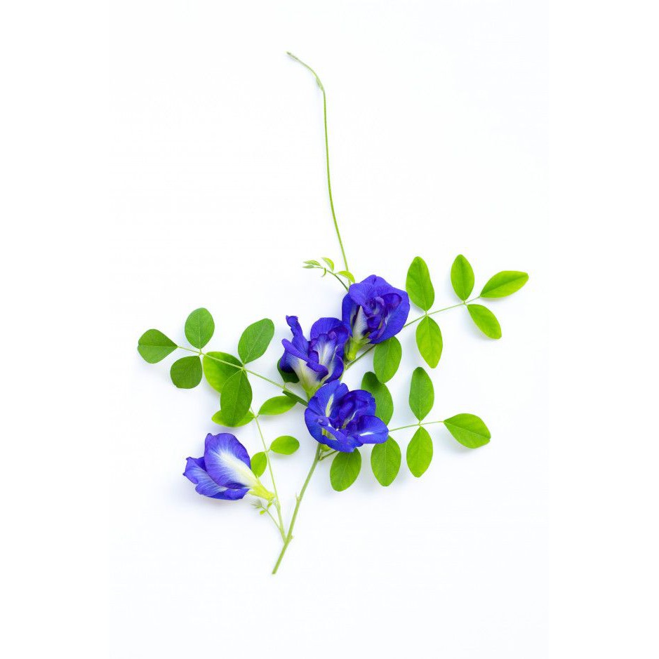 Benih Bibit Biji - Bunga Telang Biru Tumpuk / Butterfly Pea Double Layer