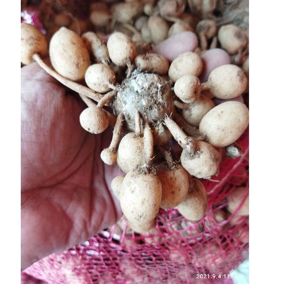 

Buruan Beli,, Kunyit Putih 500 gram - kunyit Gombyok 500 gram - kunyit Putih Segar