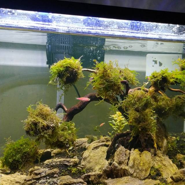 Bonsai aquascape + moss