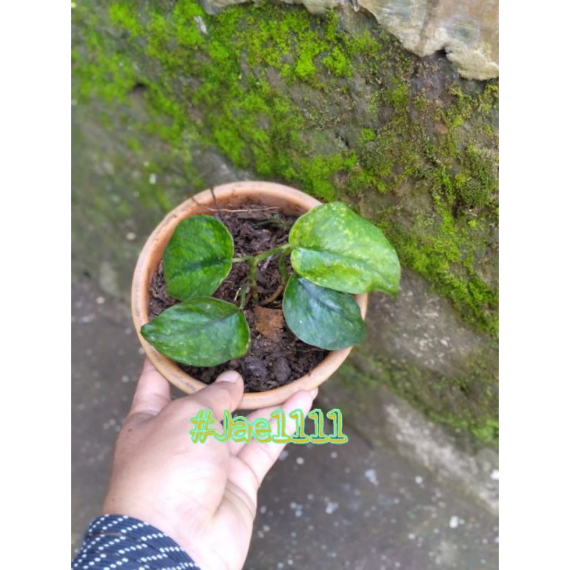 Tanaman Hias Scindapsus Tanaman Hias