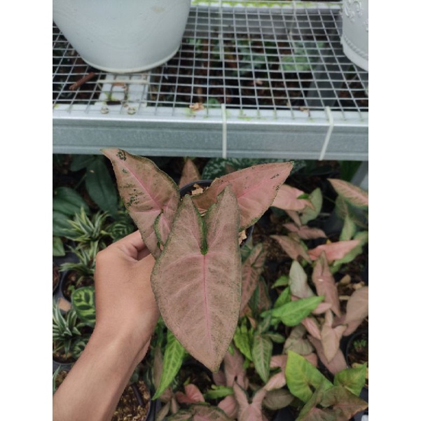 syngonium pink flacked