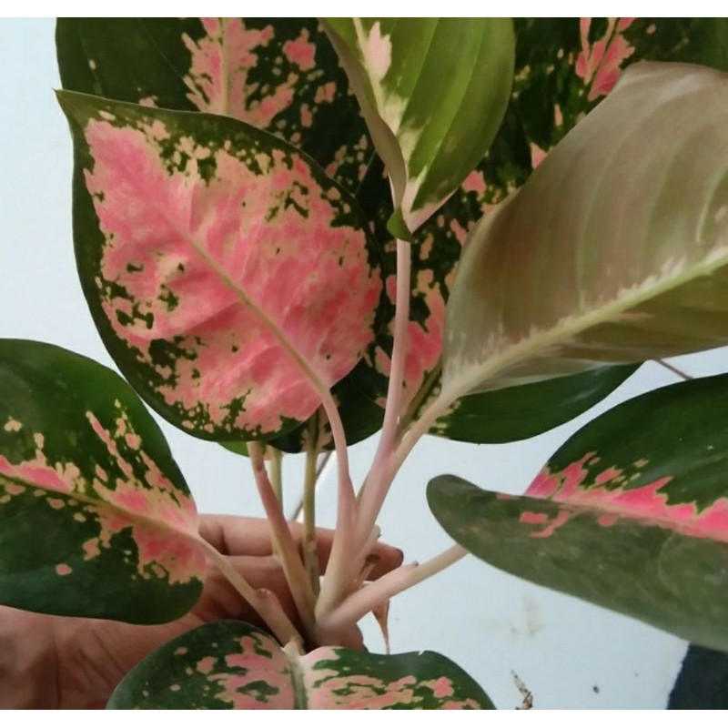 Aglonema red kocin -  tanaman hias aglonema red kocin