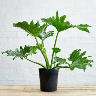 Philodendron Selloum Dendron Jari Shopee Indonesia