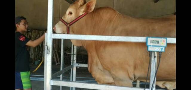 Scotlight Head Halter sapi. Brangus sapi scotlight.