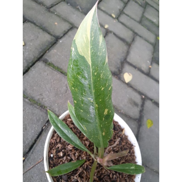 philo ring of fire varigata