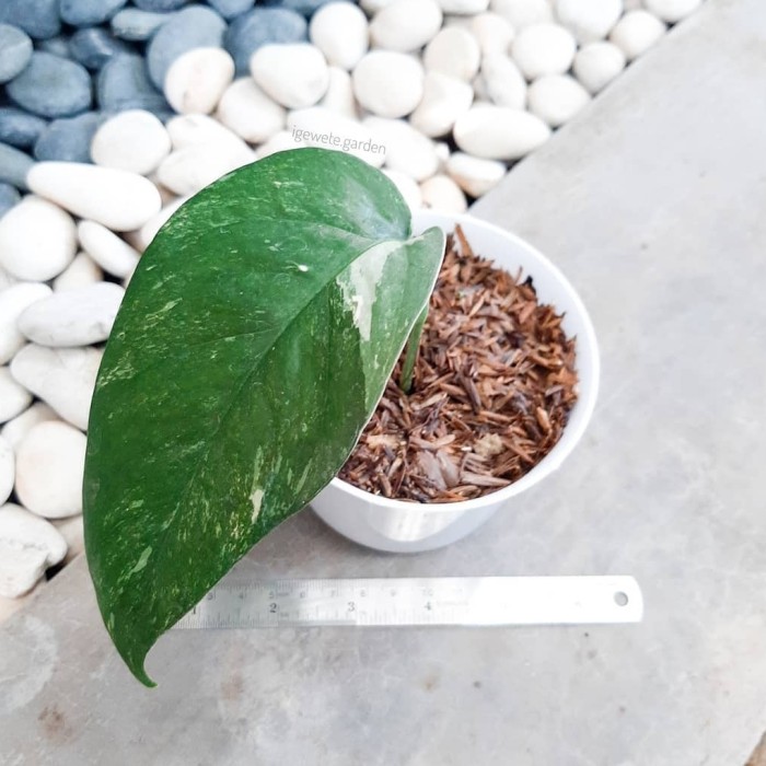 Bibit Tanaman Hias Monstera epipremnum varigata-monstera varigata