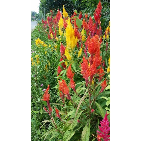 Seed celosia/biji celosia/bunga warna warni/jengger ayam