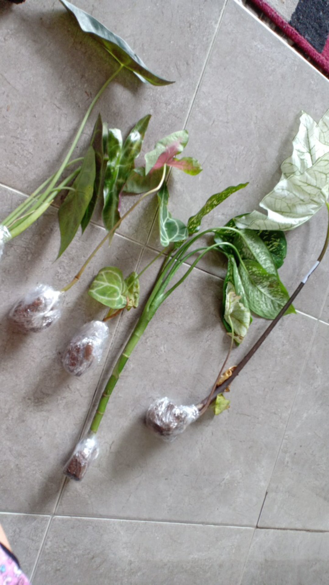 Alocasia Kupng Kelinci Murah