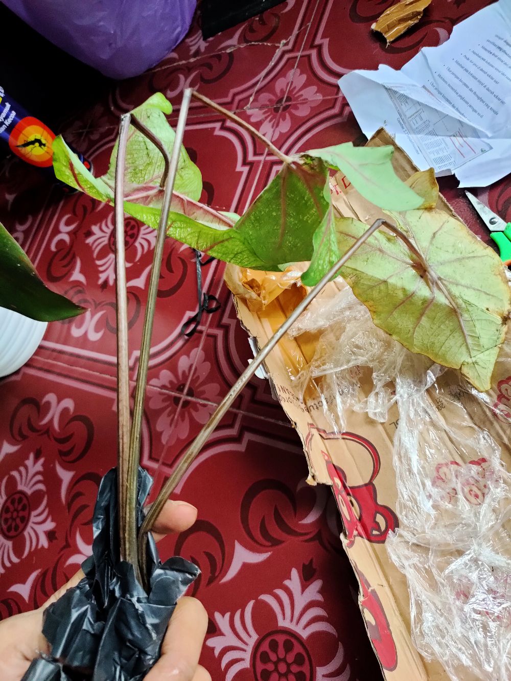 Caladium White Quen/bibit -keladi Langka