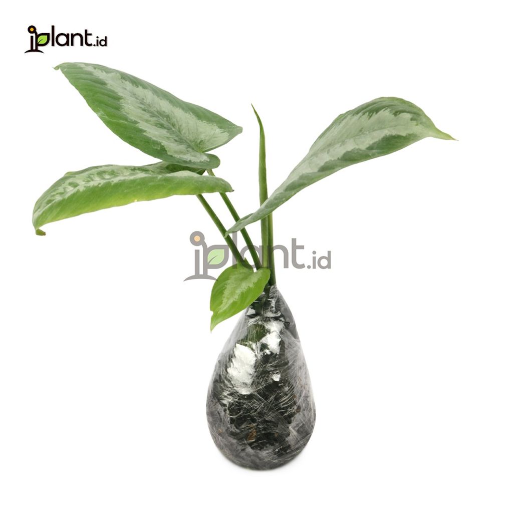 Homalomena Schismatoglottis Lokal