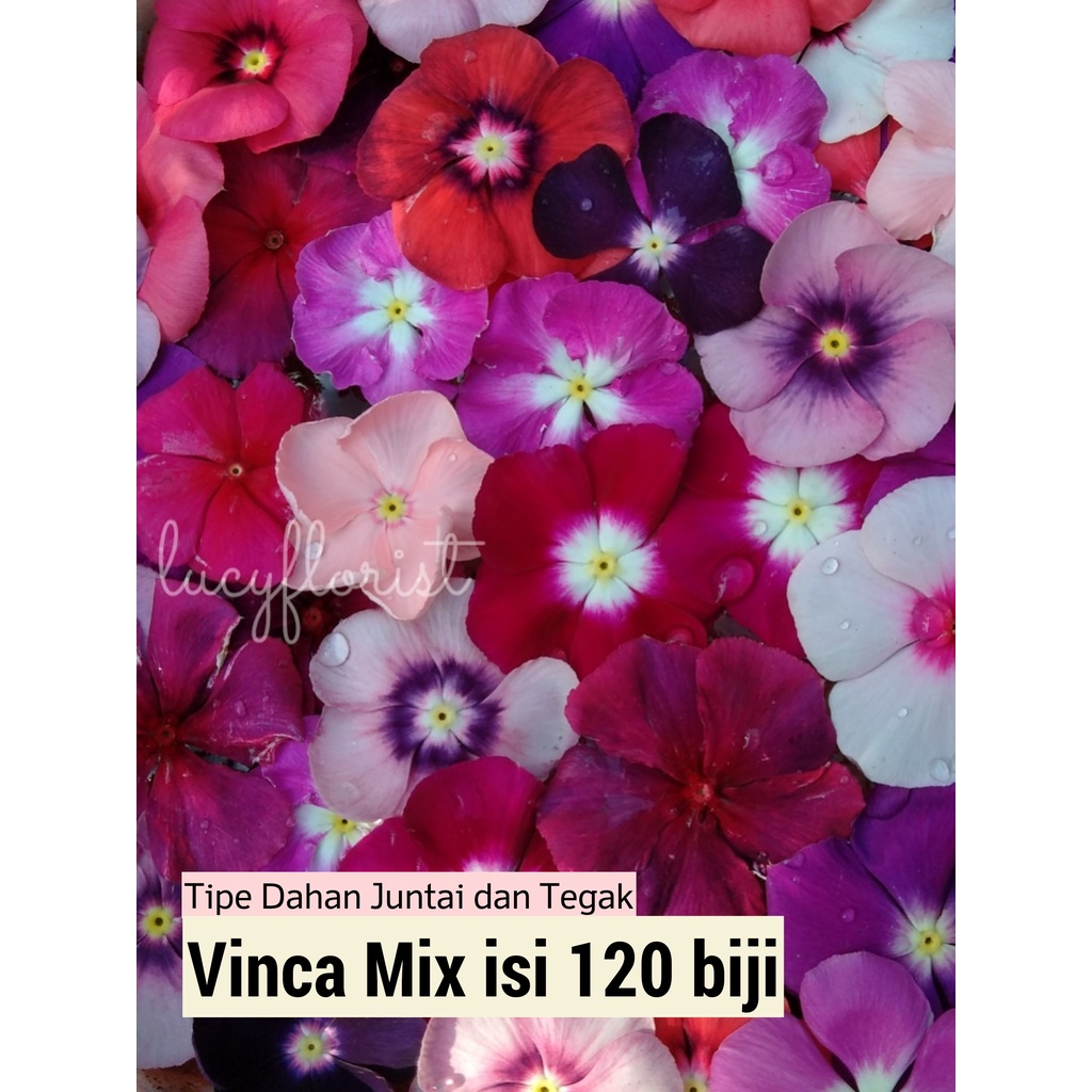 VINCA MIX WARNA / VINCA EXOTIC / BUNGA VINCA