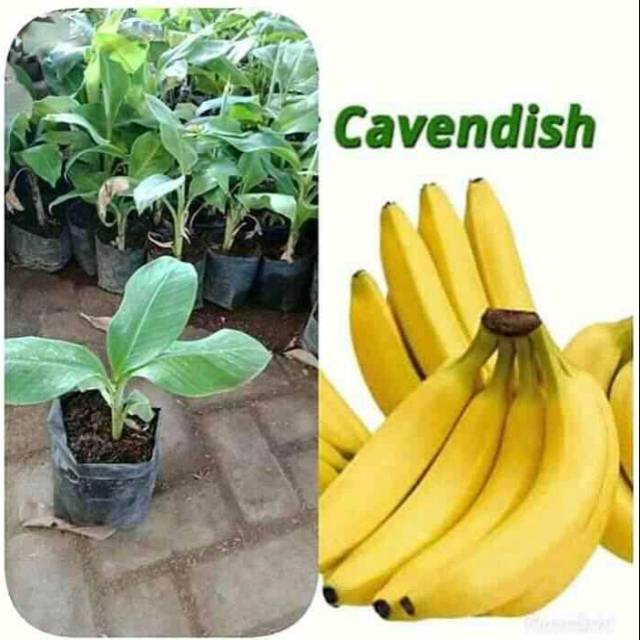 Bibit pisang cavendish / pisang cavendish