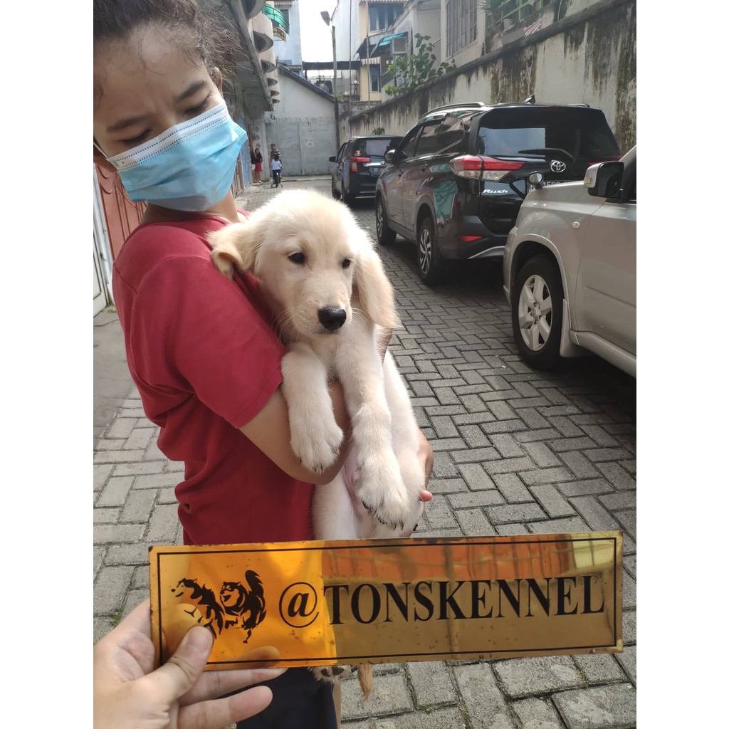 Golden Retriever Stb Vaksin Big Bone Long Hair Microchip Ready / Jual Anjing di Medan