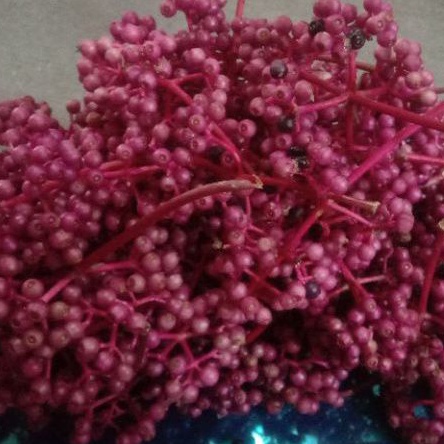 

Parijata | parijoto 1kg parijoto segar (promil)