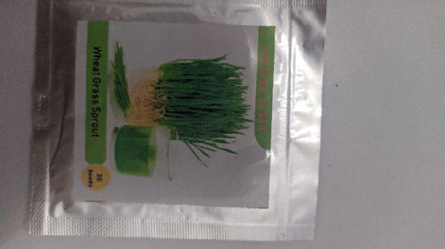 Benih Bibit Biji Wheat Grass Microgreen Rumput Gandum Kemasan Alumunium Foil