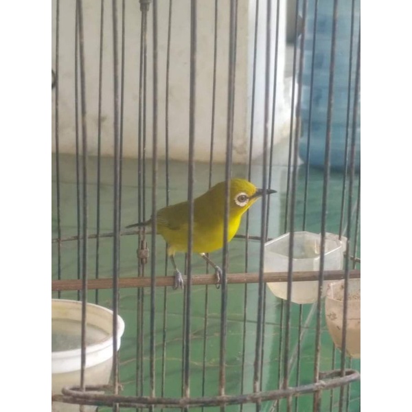 PLECI DAKUN PACITAN JANTAN PILIHAN