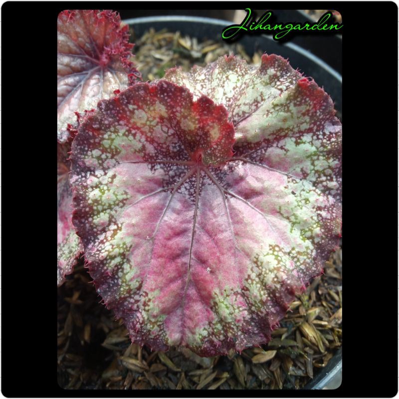 Begonia Keong Merah(PROMO)