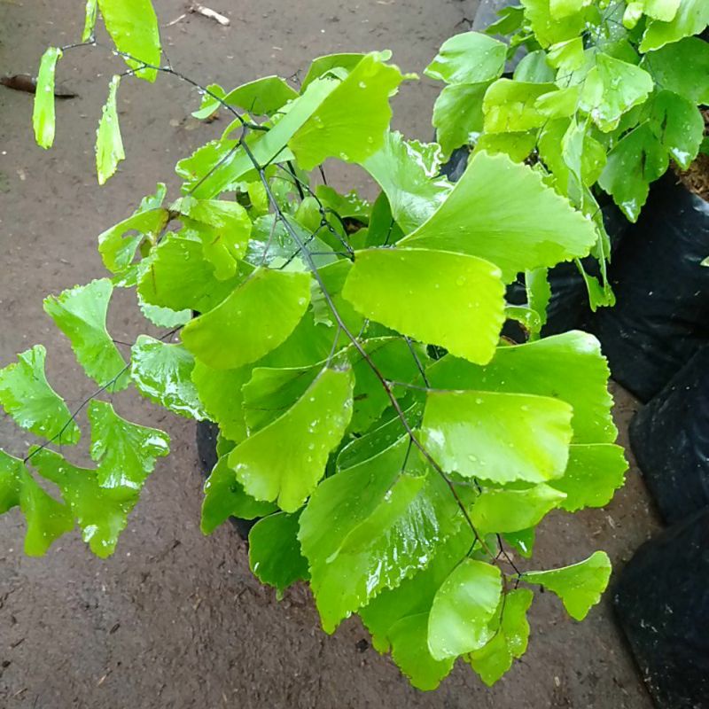 suplir kedondong-suplir daun besar realpick tanaman hias niming_tanamanhias