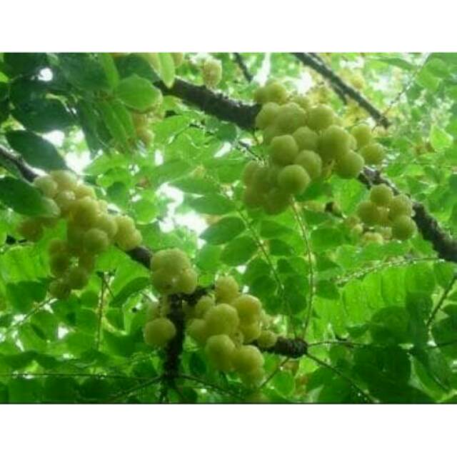 

Daun Ceremai