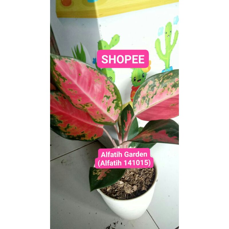 Tanaman hias aglonema kochin merah-Aglonema red kochin-Tanaman aglonema kochin merah PROMO KOCHIN