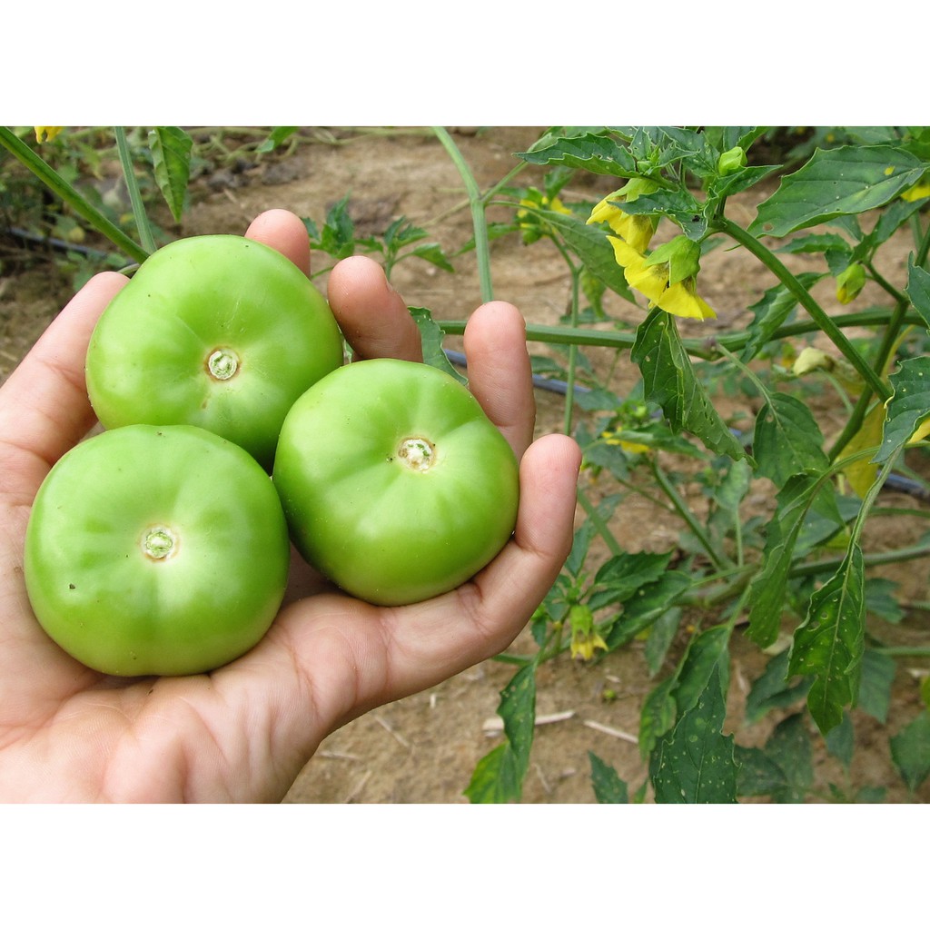 Benih-Bibit Ciplukan Green Tomatillo Organik (Haira Seed)