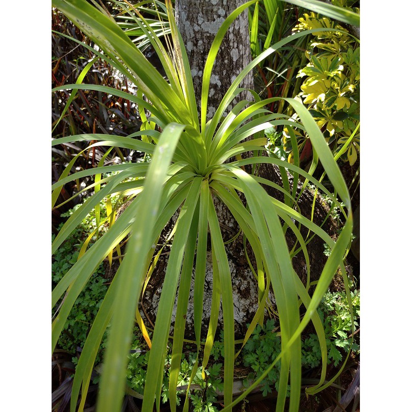 Tanaman Nolina ~Beaucarnea recurvata ~kaki gajah elephant’s foot ~kuncir kuda  ponytail palm ~bottle