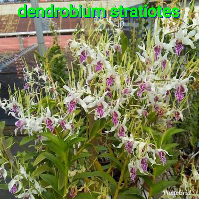 seedling anggrek dendrobium stratiotes