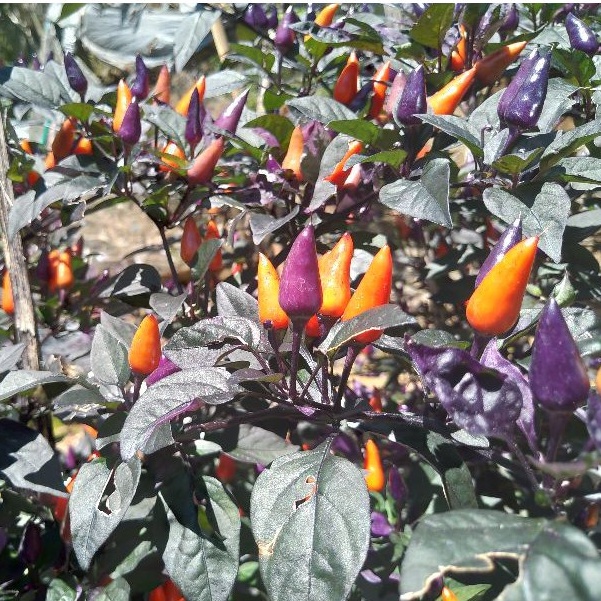 BS-BYL Bibit Cabe Hias Pelangi Benih Tanaman Sayuran Cabai Carolina Reaper Merah Bolivian Rainbow Katokkon Numex Giant Raksasa Sweet Italian Ungu Hitam-CH DREAM CATCHER