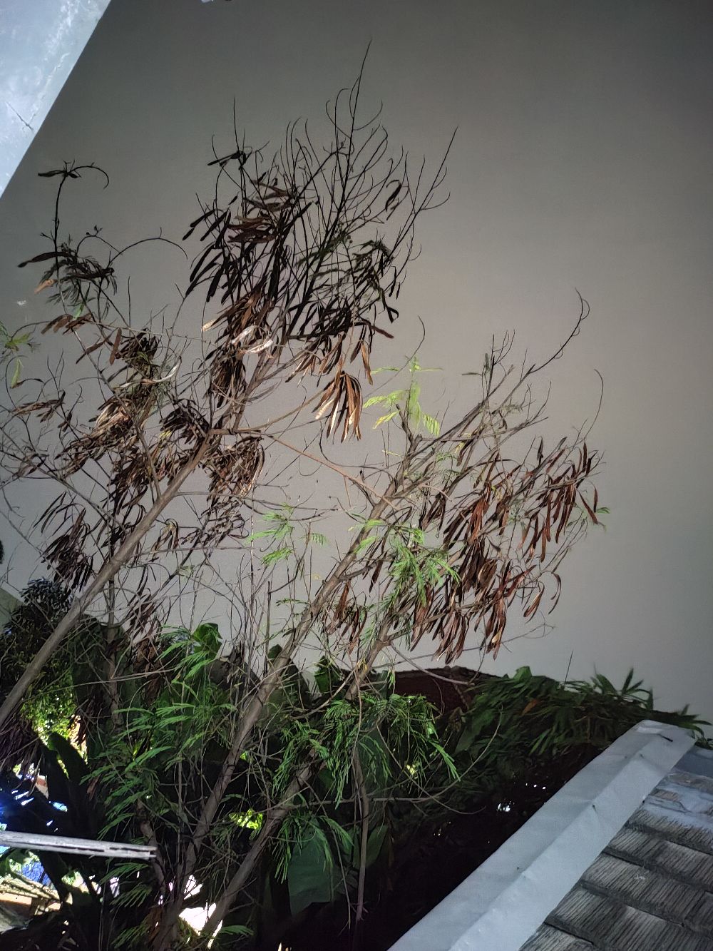 Daster Jumbo Lengan Panjang Batik Pekalongan Modis