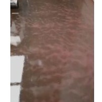 kutu air / pakan ikan/pakan ikan hias/pakan cupang