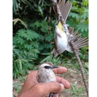 Pulut burung Jebakan burung Lem Pulut getah karet siap pakai