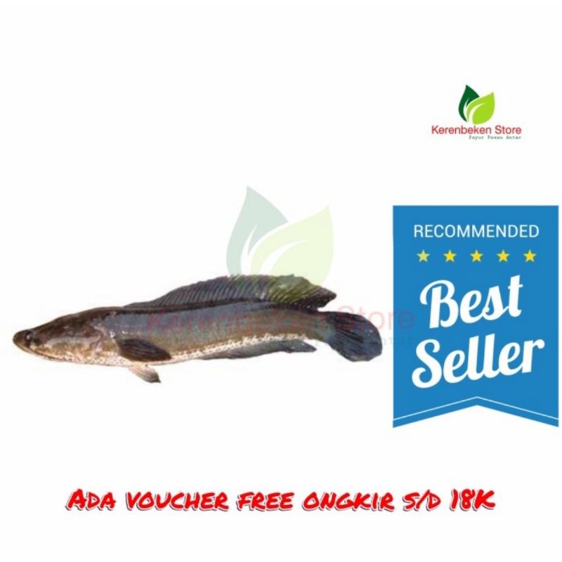 

Ikan gabus per 500gr