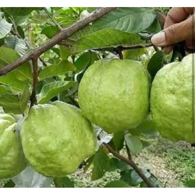 Bibit jambu kristal cangkok