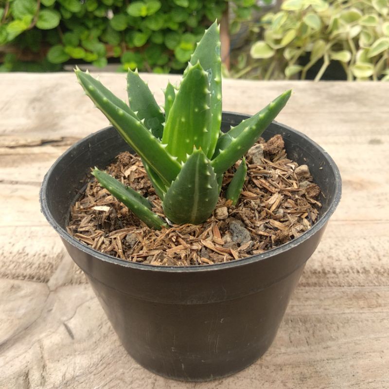 Aloe Perfoliata | DP 10cm