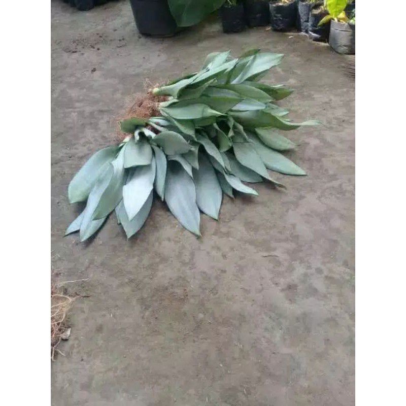 SANSIVIERIA MONSINE Tanaman hias pembersih udara