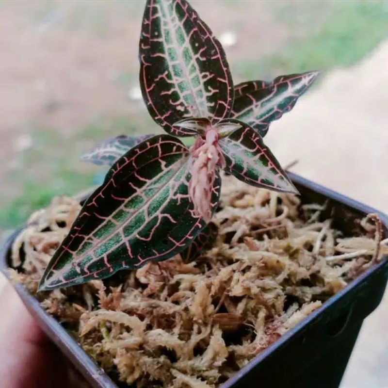 Anggrek mini jewel Orchid godyera snakes - Anggrek mutiara daun lancip