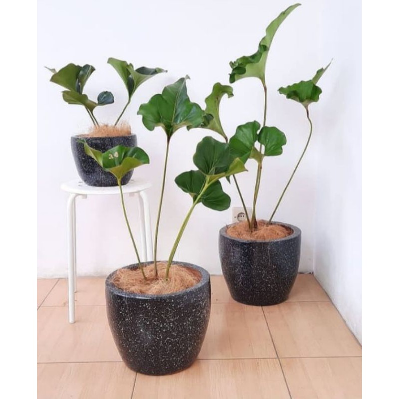 anthurium corong /anthurium unik