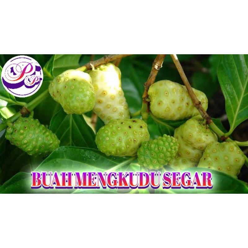 

Buah Mengkudu Segar - Buah Noni