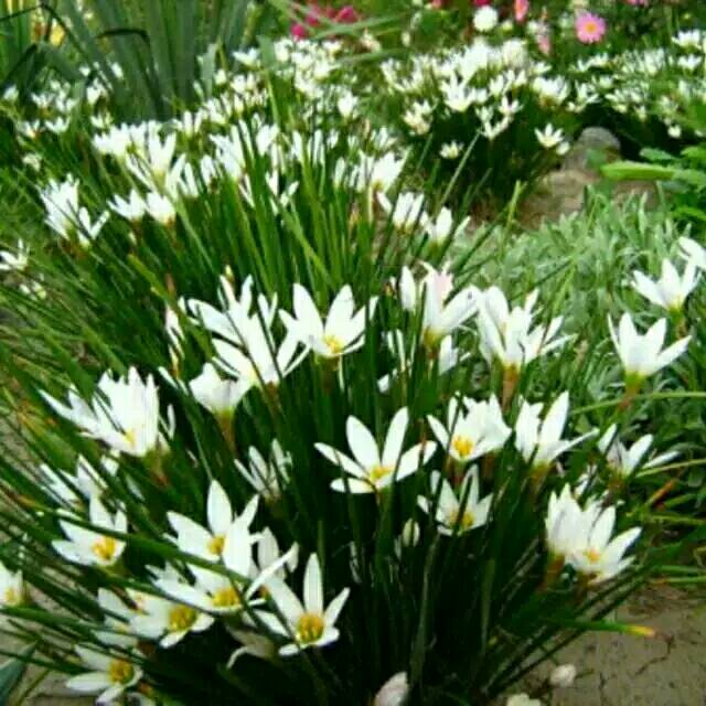 Tanaman kucai tulip putih/rain lily  (Zephyranthes)  -Bawang bawangan -  BAKUL KEMBANG