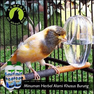A Mint Water Sempati Air Minum Burung Lovebird Kenari Kacer Murai
