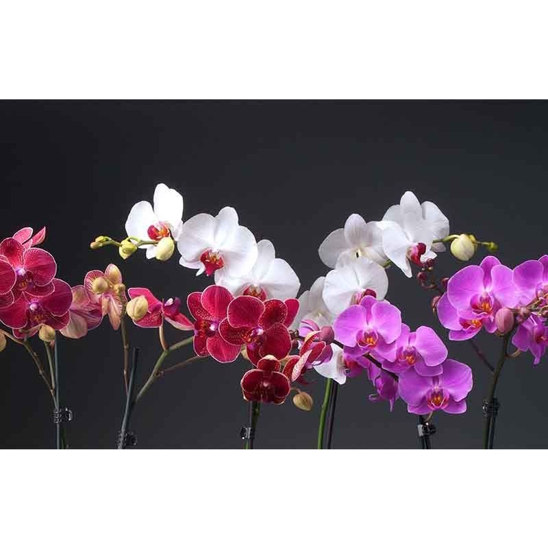 Anggrek Bulan - Phalaenopsis Seedling Hybrid