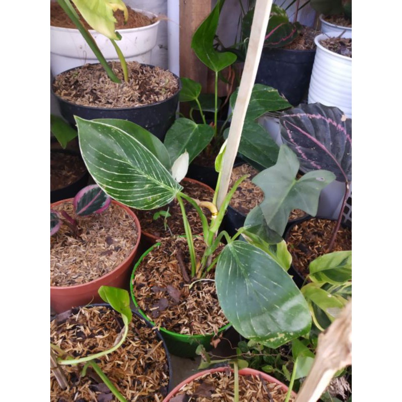 philodendron birkin (bibit)