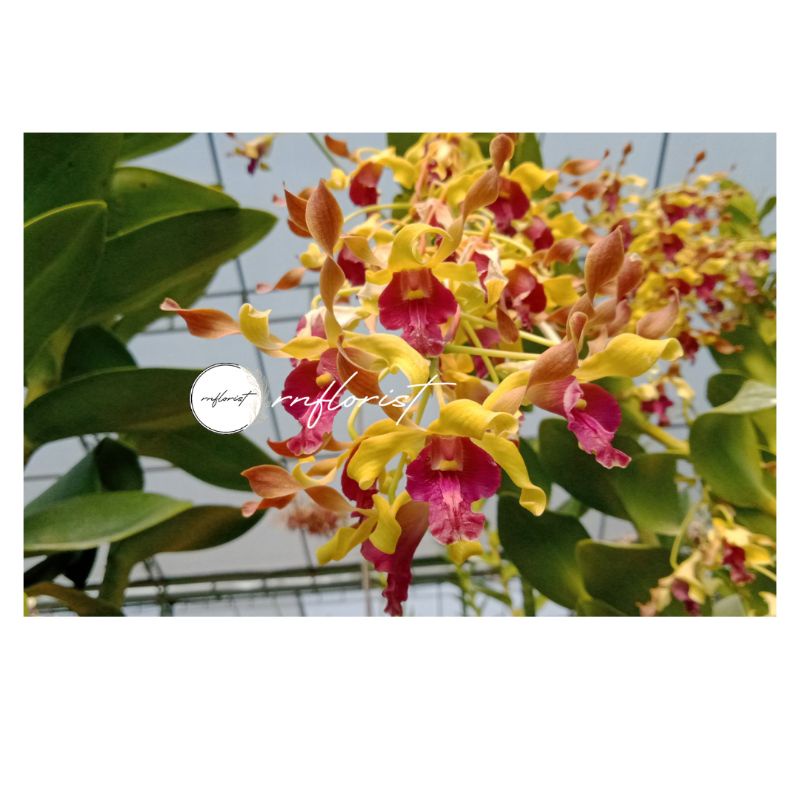 Anggrek Dendrobium Melintir