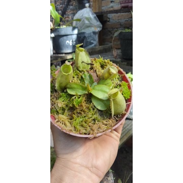 Nepenthes Ampularia