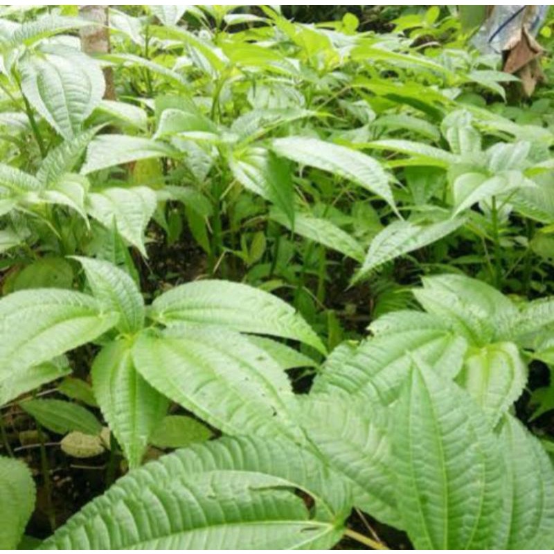 

DAUN POHPOHAN,POPOHAN per 500g