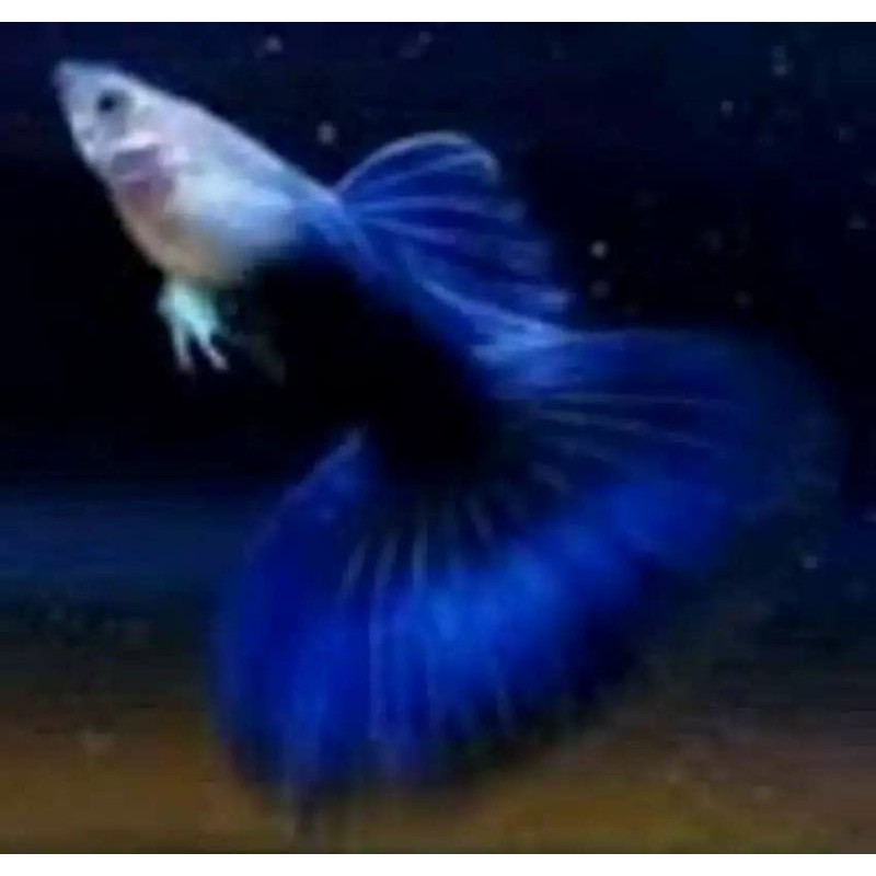 ikan guppy hb blue