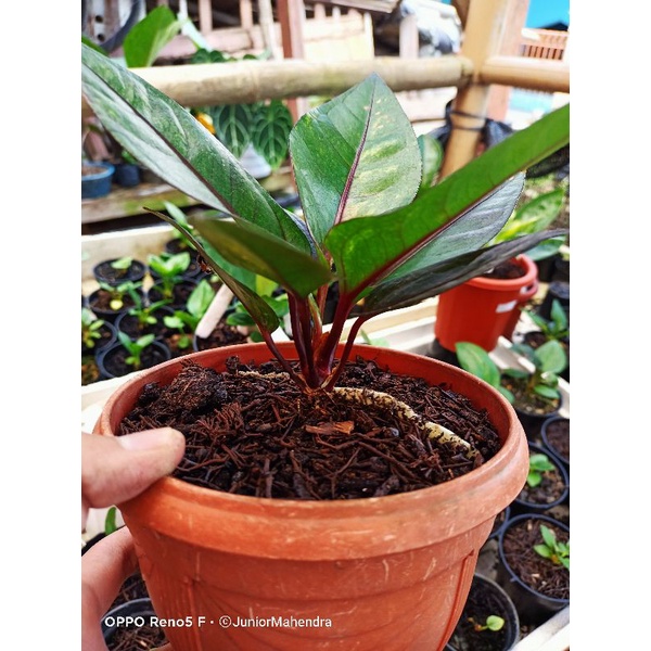 Hokeri pink trah merah